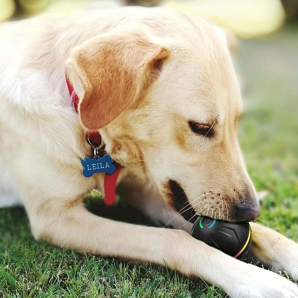 Juguetes Interactivos Intelige - Automatic Moving Dog Ball reseña y precio